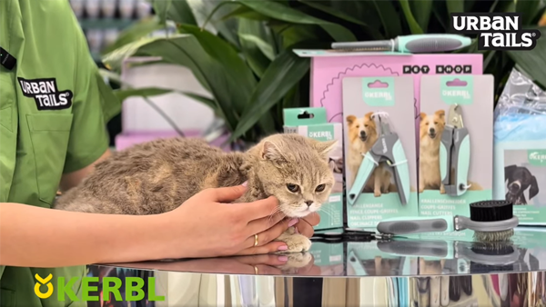 მშრალი შამპუნის და ბალმის გამოყენება