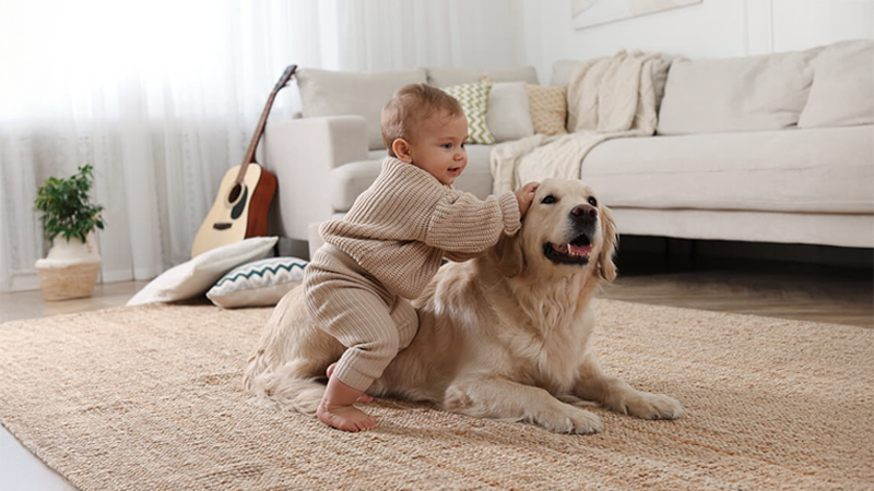 ბავშვის და ცხოველის თანაცხოვრება
