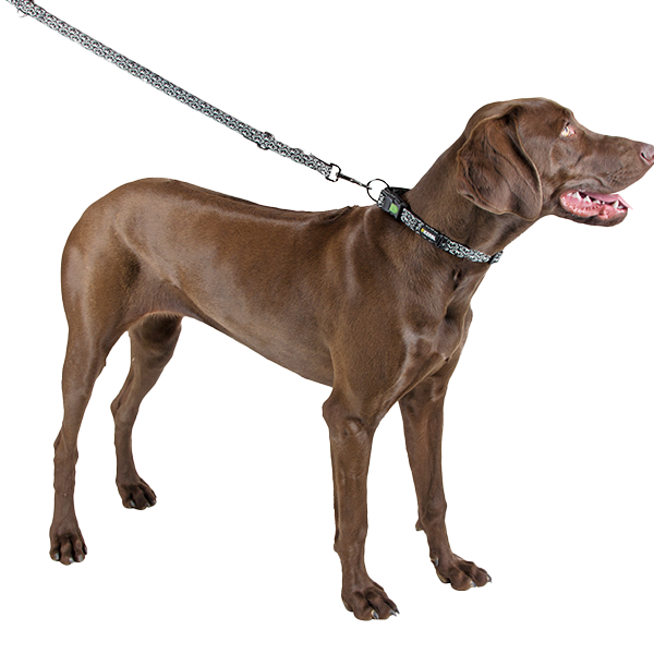 საყელო ძაღლებისთვის Kerbl Shiny Night 45X65